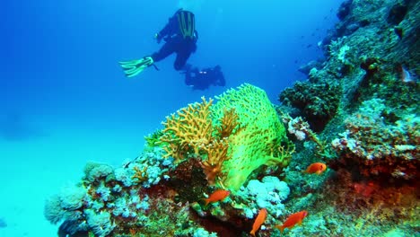 Scuba-divers-swimming-past-vibrant-coral-reef-wild-life