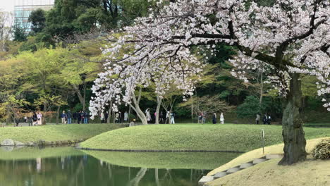 Ein-Wunderschöner-Kirschblütenbaum-Vor-Menschen,-Die-Am-Ufer-Des-Sees-Im-Botanischen-Garten-Koishikawa-Spazieren-Gehen
