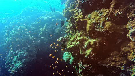 Wunderschöne-Und-Farbenfrohe-Unterwasserwelt