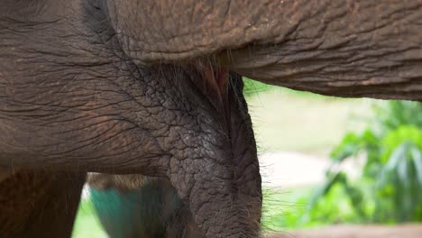Rescued-asian-elephant-eating-food-at-a-wildlife-sanctuary