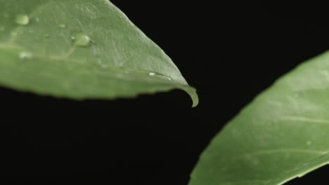 Regentropfen-Fallen-Auf-Blätter,-Makroaufnahmedetail