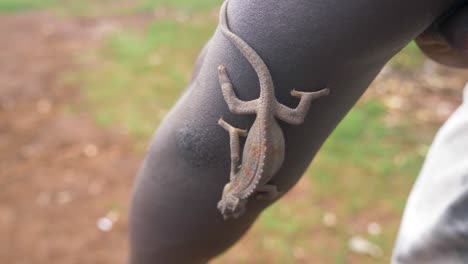 A-slow-motion-shot-of-a-chameleon-climbing-down-the-arm-of-an-African-in-a-rural-community