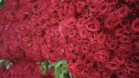 Pared-De-Hermosas-Rosas-Rojas-Para-La-Decoración-De-Bodas-Románticas-O-Festivales,-Movimiento-De-Cámara-Lenta