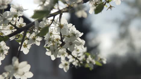 passing-by-a-branch-full-of-white-blossoms-with-sky-and-a-building-behind-it-at-the-end-of-the-video
