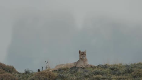 Puma-laying-on-top-of-a-hill