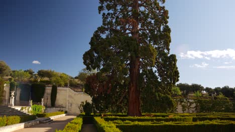 Mammutbaum-In-Einem-Barockgarten
