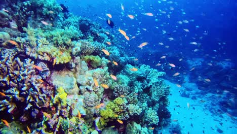 Korallenriff-Wildleben-Beim-Tauchen-Gesehen