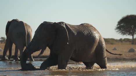 slow-motion-of-elephant-splashing-heavily-in-water-hole