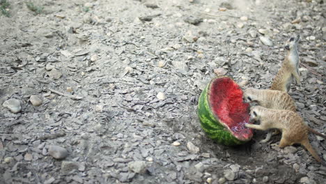 Erdmännchen,-Das-An-Einem-Sonnigen-Tag-Wassermelone-Isst