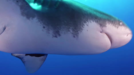 Great-White-Shark-hitting-camera