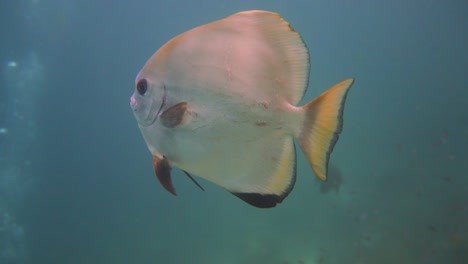 a-curious-silver-bat-fish-swimming-passed-the-camera