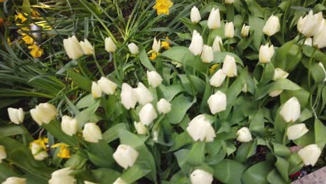Weiße-Tulpen-Im-Frühling.-In-4k-Gedreht