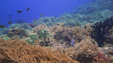 A-La-Deriva-Con-La-Corriente-Sobre-Un-Arrecife-Saludable-En-Indonesia
