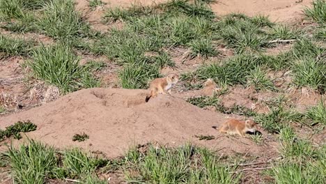 Juvenile-prairie-dogs-explore-the-grasslands-outside-of-their-burrow-at-the-Rocky-Mountain-Arsenal-National-Wildlife-Refuge,-near-Denver,-Colorado