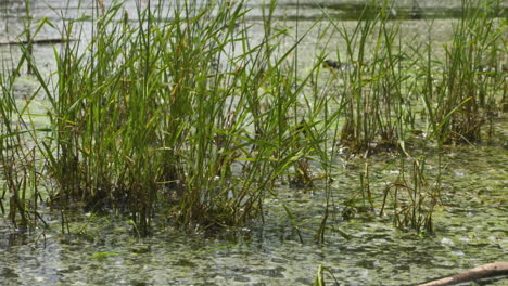 Close-up-pan-across-a-murky-swamp
