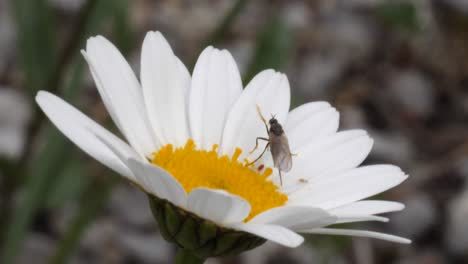 Eine-Mücke-Saugt-Nektar-Aus-Einer-Gänseblümchenblume-Und-Fliegt-In-Zeitlupe-Davon