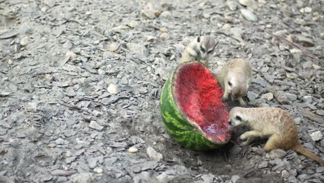 Meerkat-eating-watermelon-a-sunny-day