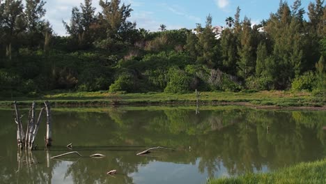 Spittal-Pond-is-one-of-Bermudas-nature-reserve