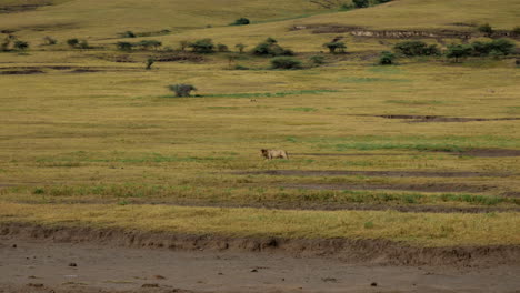 León-En-La-Caza-En-El-Parque-Nacional-Serengeti-Tanzania