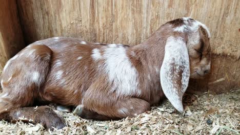 Sleepy-baby-goat-kid-rests-in-the-shade-against-wall