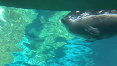 A-cute-harbor-seal-swimming-inside-of-a-glass-aquarium-at-Sea-World-Amusement-Park