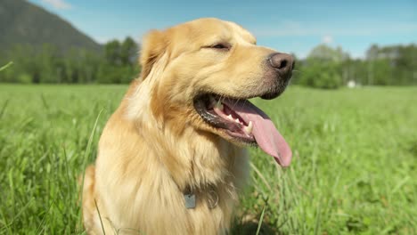 Orbitalaufnahme-Eines-Golden-Retriever-Hundes,-Der-Auf-Einem-Feld-Mit-Hohem-Gras-Sitzt
