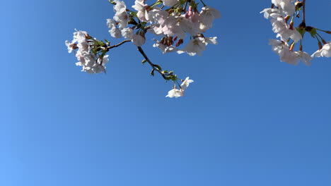 Fuchsia-cherry-blossoms-in-their-bouquets-with-the-background-blue-sky-at-Asukayama-Park