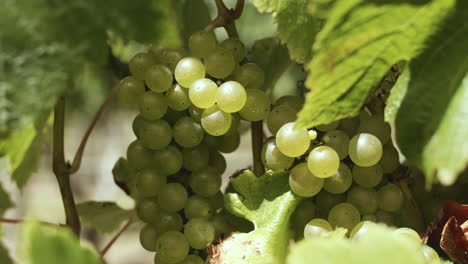 Ripe-green-grapes-sit-on-the-vines-as-the-sun-kisses-them