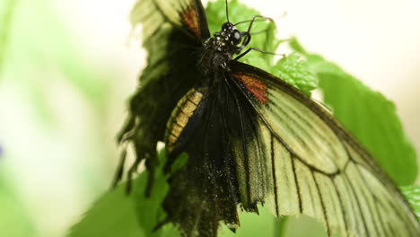 Wunderschönes-Makro-Nahaufnahme-Eines-Schmetterlings,-Der-Auf-Einem-Blatt-Ruht