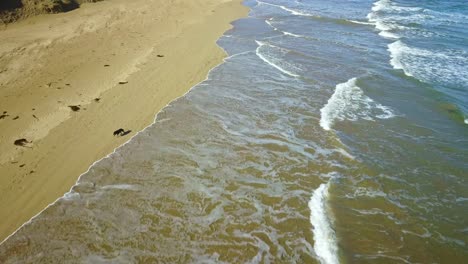 Reverse-drone-footage-above-waves-with-black-dog-running-on-beach,-Venus-Bay,-Victoria,-Australia