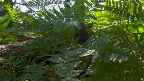 Ferns-growing-on-the-forest-floor-on-a-sunny,-summer-day