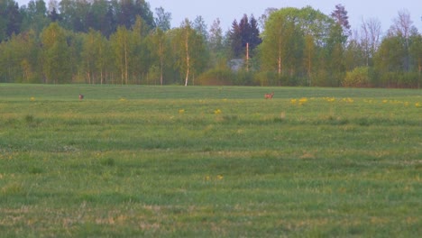 European-roe-deer-walking-and-eating-on-a-field-in-the-evening,-golden-hour,-medium-shot-from-a-distance