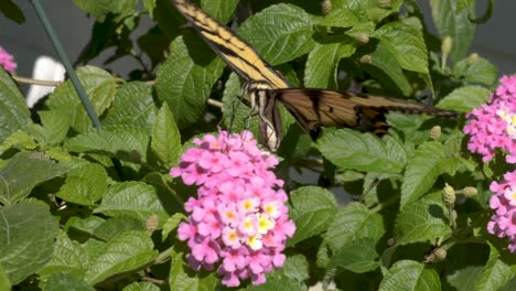 A-quick-and-jittery-butterfly-uses-its-long-proboscis-to-probe-for-nectar-in-flowers