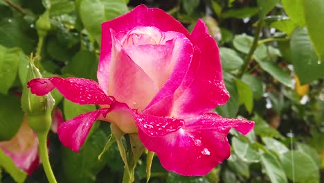 Slow-motion-footage-of-rain-drops-falling-on-a-single-rose