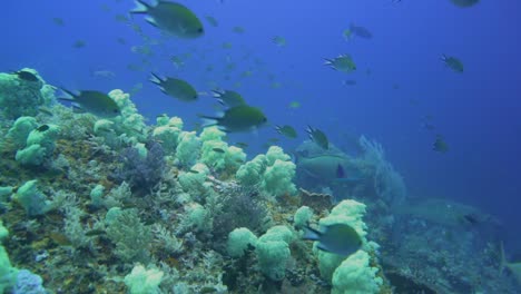 Moviéndose-Sobre-Un-Arrecife-De-Coral-Con-Muchos-Corales-Blandos