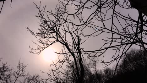 Slowly-movement-of-camera-catching-the-sunlight-between-tree-branches,-early-spring-season