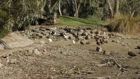 Verschiedene-Einheimische-Australische-Vögel-Werden-Mit-Brot-Gefüttert
