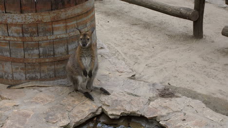 Baby-kangaroo-drinking-water-a-sunny-day
