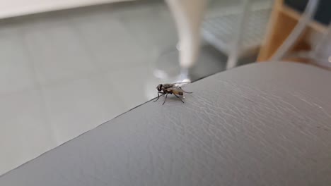 Fly-pooping-on-the-edge-of-the-table-in-slowmotion