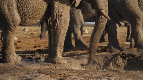Wet-Savannah-elephant-in-Nxai-Pan-desert-cools-off-by-splashing-water,-Botswana