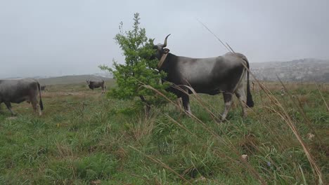 Rebaño-De-Vacas-Con-Cuernos-Pastando-En-La-Pradera-De-Primavera-Con-Matera-En-El-Fondo