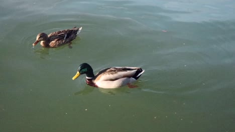 Two-ducks-swimming-in-the-Pittsburgh-river