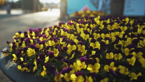 Frühlingsblumen-In-Voller-Blüte-In-Südkorea,-Die-Vom-Wind-Bewegt-Werden