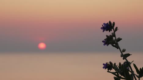 Single-flower-against-sunset-over-calm-sea,-moth-flying-around-flower,-minimal-shot