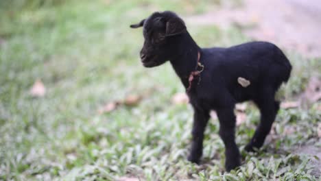 Cute-little-black-baby-goat-roaming-around-in-field-and-playing
