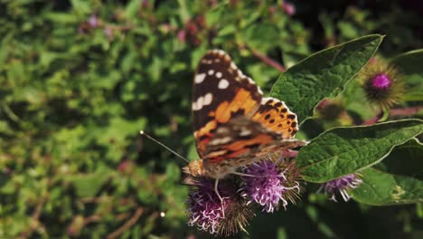 Painted-Lady-butterfly-,part-of-the-Nymphalids-family,-feeding-on-a-buddleia-flower-on-a-hot-summer-day-in-Scotland