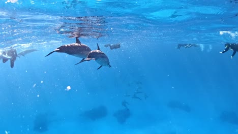 Delfine-Und-Menschen,-Die-Zusammen-Schnorcheln