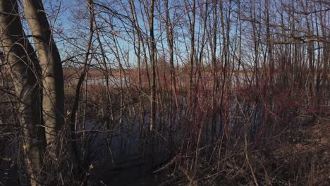 Wide-panning-shot-of-early-spring-in-a-grove-of-trees-in-the-wetlands-at-Tommy-Thompson-Park