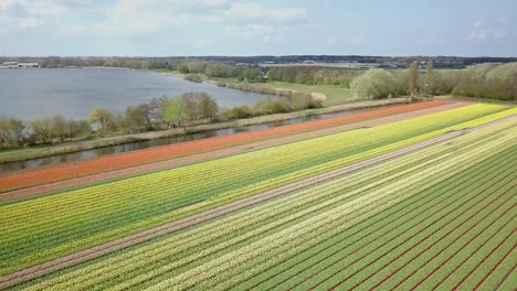 flying-straight-crossing-the-tulip-fields-in-Holland-in-4K
