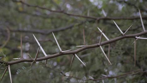 Close-up-of-the-vicious-long-thorns-on-an-Acacia-tree-in-Africa
